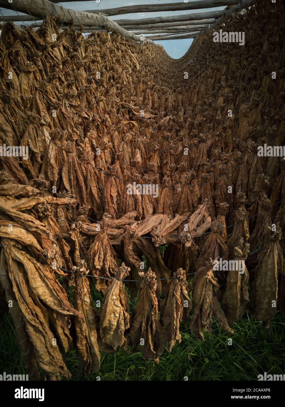 Traditional drying process of organic tobacco leaves for later elaboration  Stock Photo