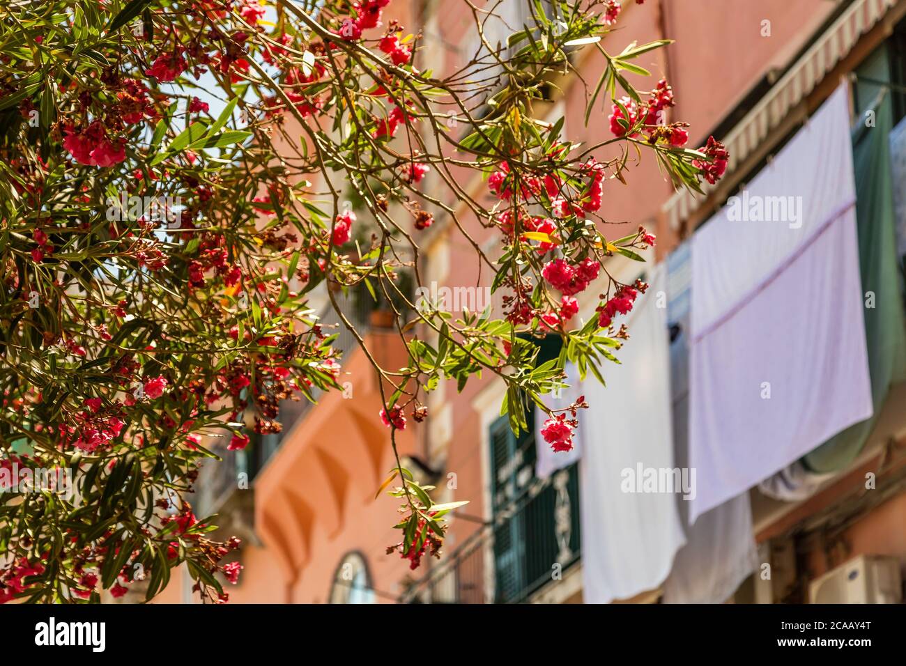 oleander tree in street of typical mediterranean village in Italy Stock