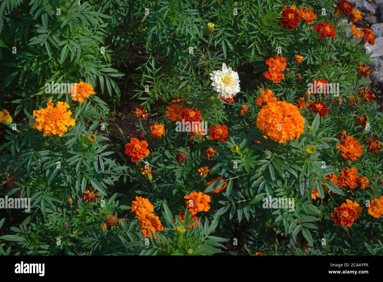 Beautiful Marigold Flowers And Leaves In The Flower Bed Stock Photo Alamy
