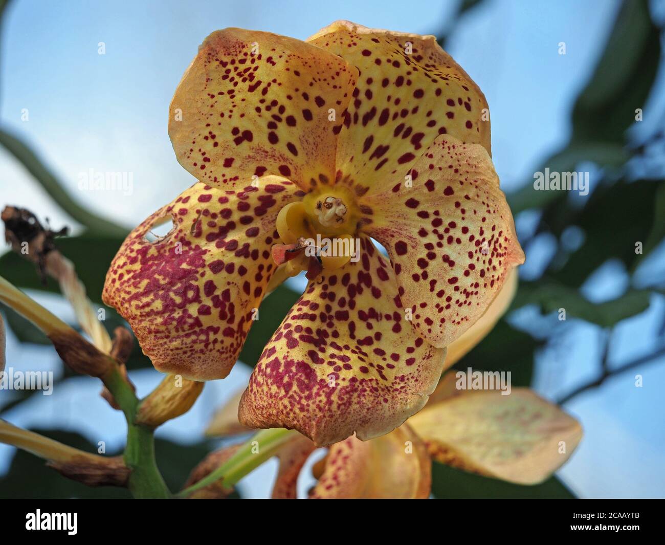display of exotic tropical orchid flowers with bold wine chocolate spots on gold petals & sepals and gold labellum and lip Stock Photo