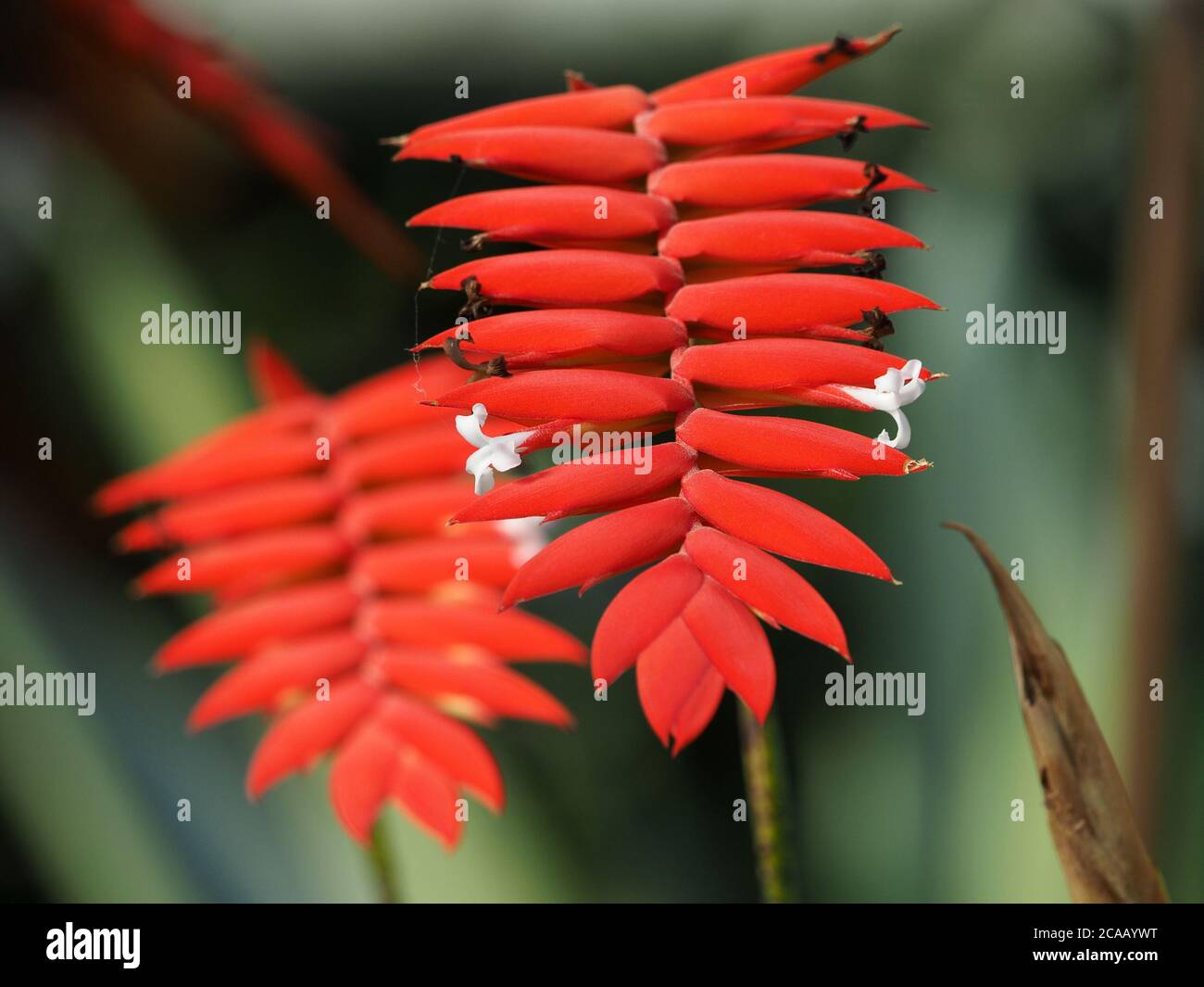 exotic heliconia plants with tiny white flowers emerging from panicles of bright scarlet red parallel pointed bracts resembling thin crab's claws Stock Photo