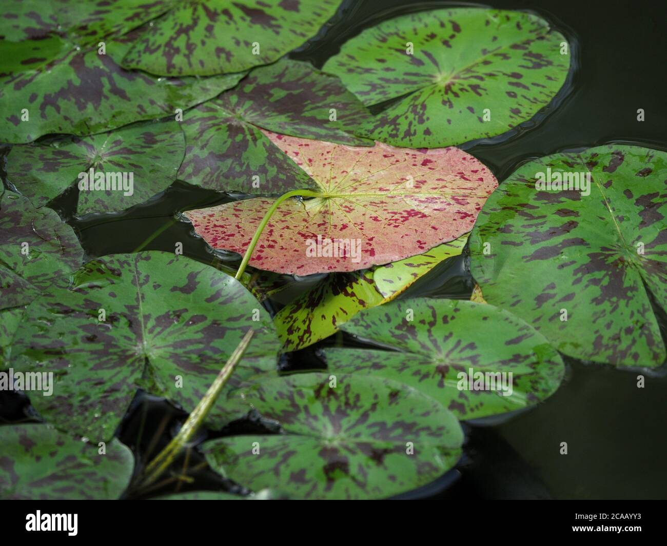 spotty green lily pads surround a contrasting pink blotchy overturned leaf in an ornamental lily pond Stock Photo