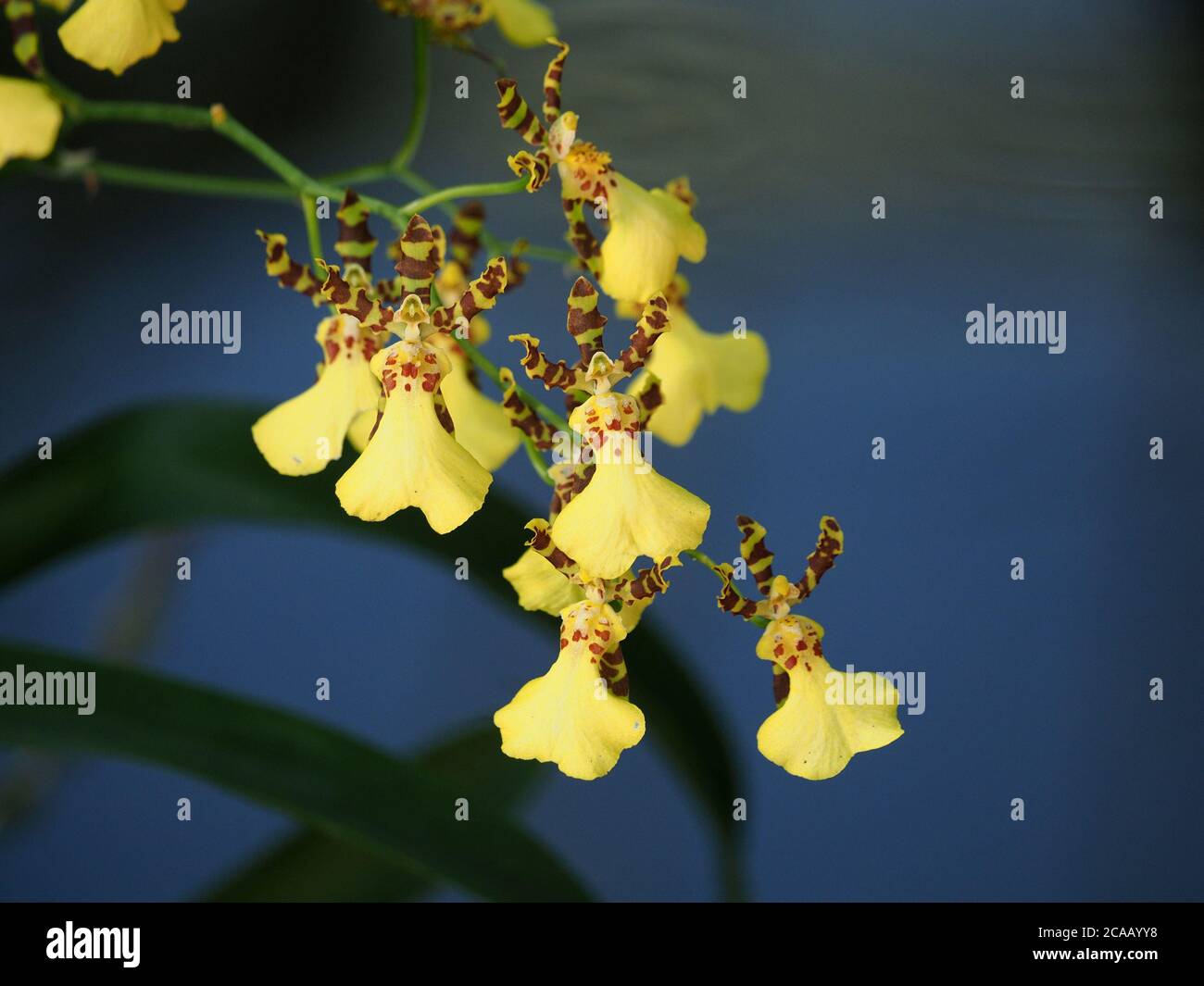 To colour blotches hi-res stock photography and images - Alamy