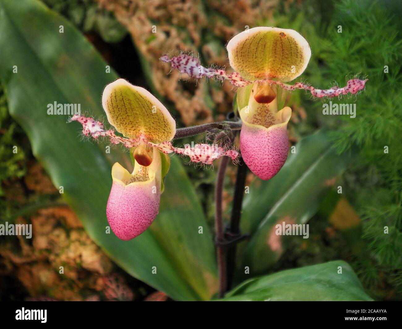 exotic flowers of tropical orchids of Venus slipper sp Paphiopedilum (one of the Slipper /Ladies Slipper family Cypripedioideae) with pink frilly wing Stock Photo