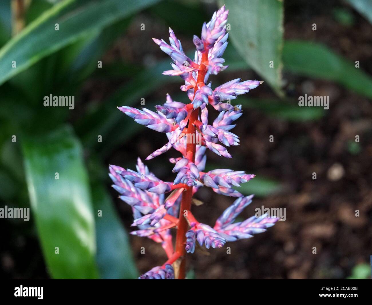 spike of blue pink and white exotic flowers of Aechmea Blue-rain Bromeliad contrast with bright pink stem in a tropical hothouse display Stock Photo