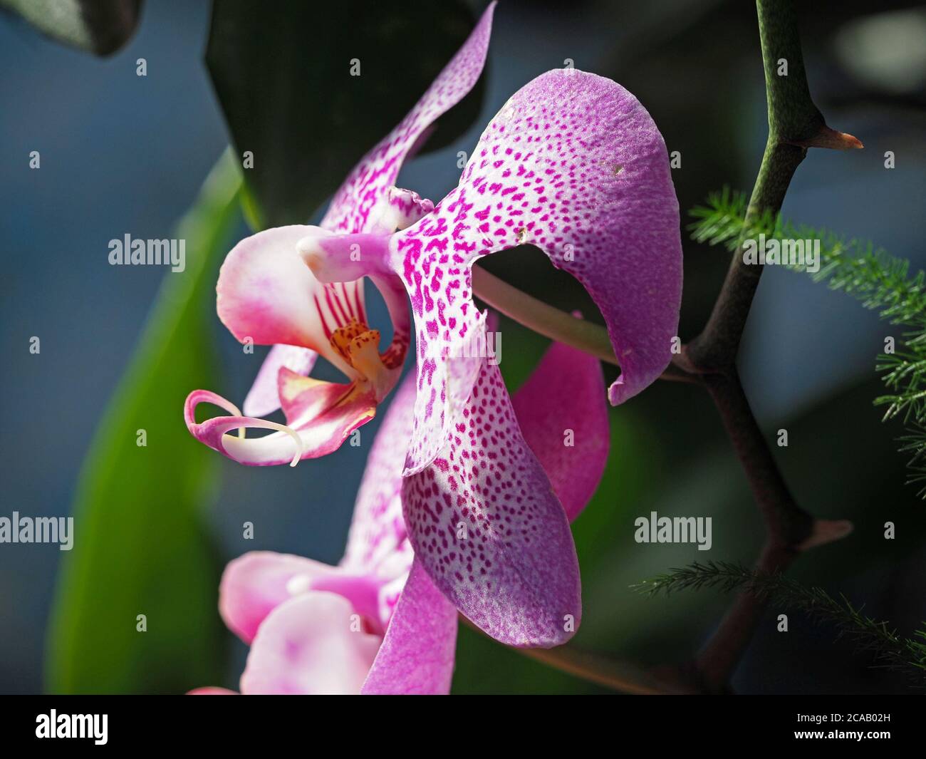 colourful structural flower of exotic tropical orchid with irregular purple lilac spots on white petals & sepals with elaborate pollinia Stock Photo