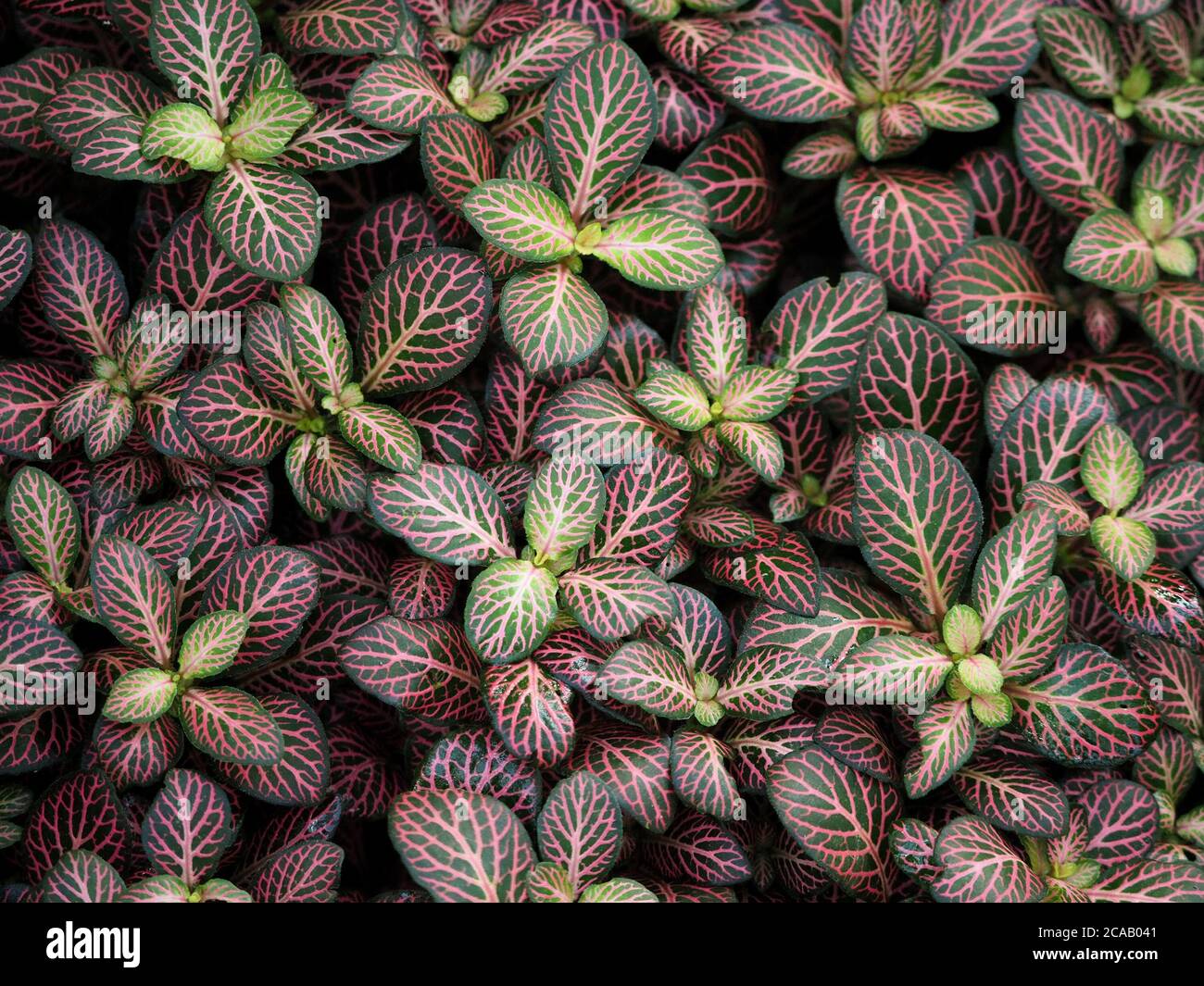massed carpet of exotic Fittonia foliage plant with intricate pink veining on purple and green leaves of various shades create intricate pattern Stock Photo