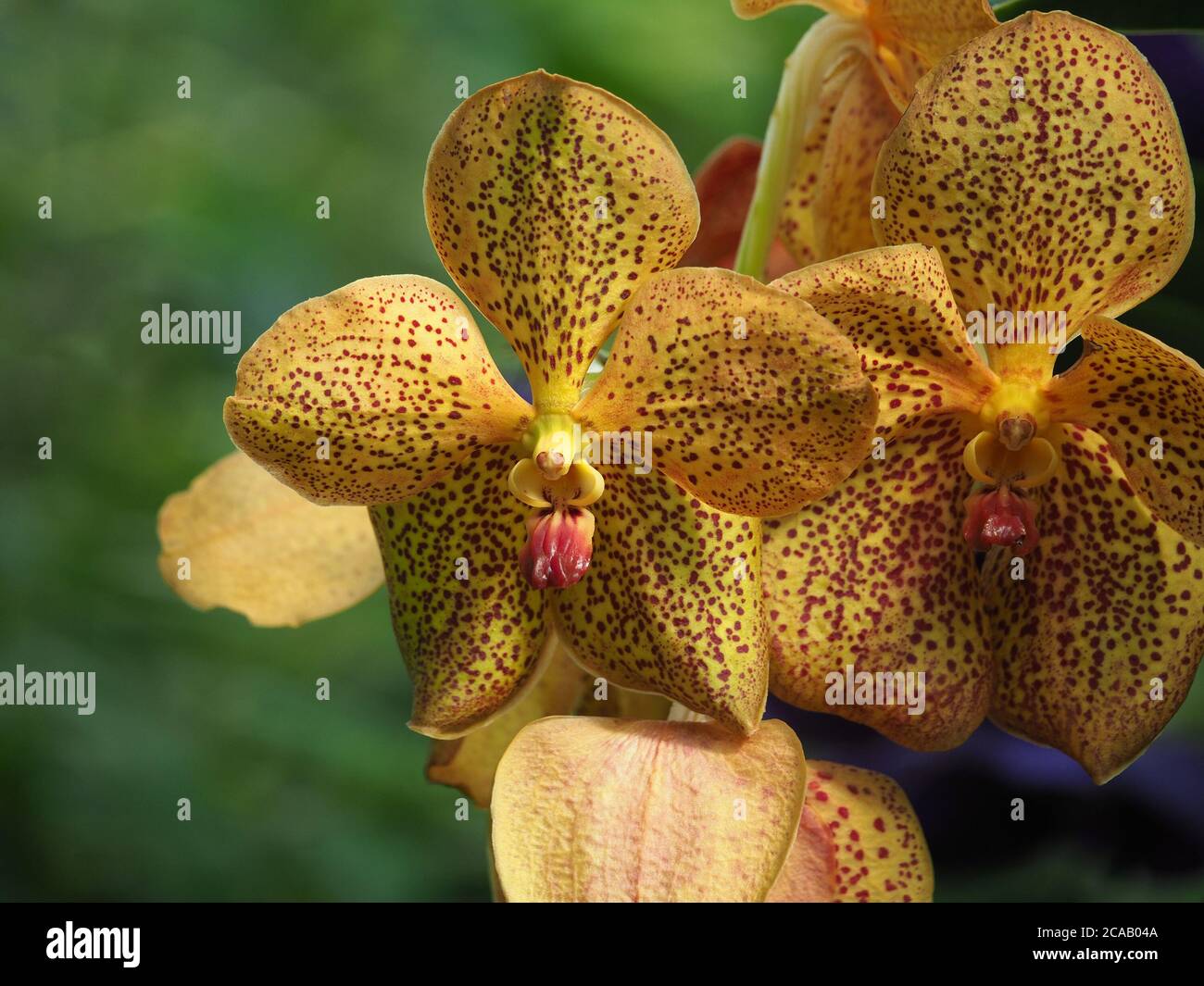 fantastic colourful display of exotic tropical orchid flowers with delicate purple tiny spots on golden petals & sepals Stock Photo