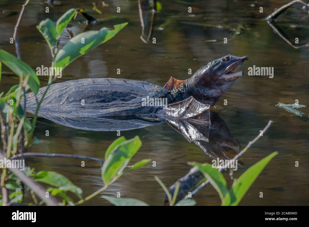 Florida Soft-shell Turtle swimming in the marsh in the Everglades. Stock Photo