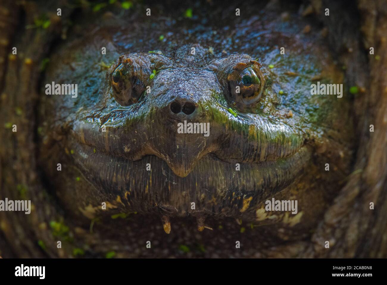 Florida Snapping Turtle close-up Stock Photo