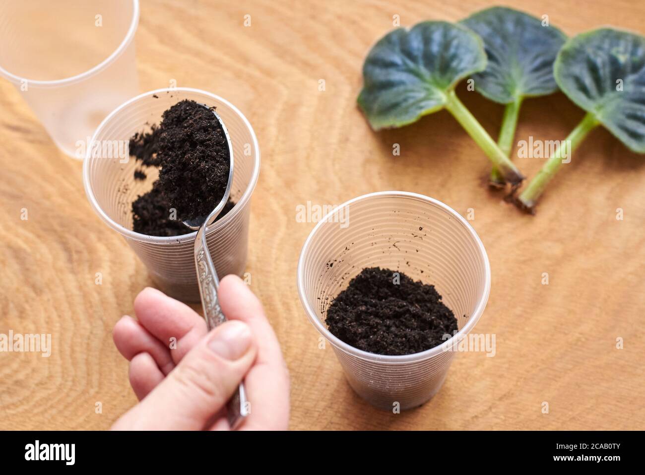 Preparing the land for planting a leaf of violets, breeding flowers at ...