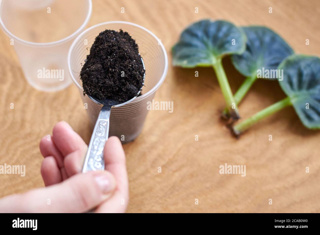 Preparing the land for planting a leaf of violets, breeding flowers at ...