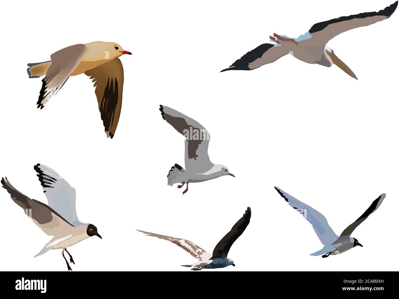 Illustration of birds isolated on a white background Stock Photo - Alamy