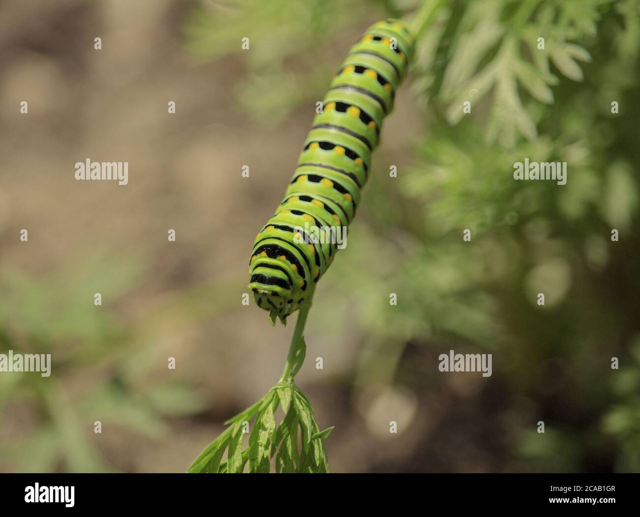 Swallowtail caterpillar carrot hires stock photography and images Alamy