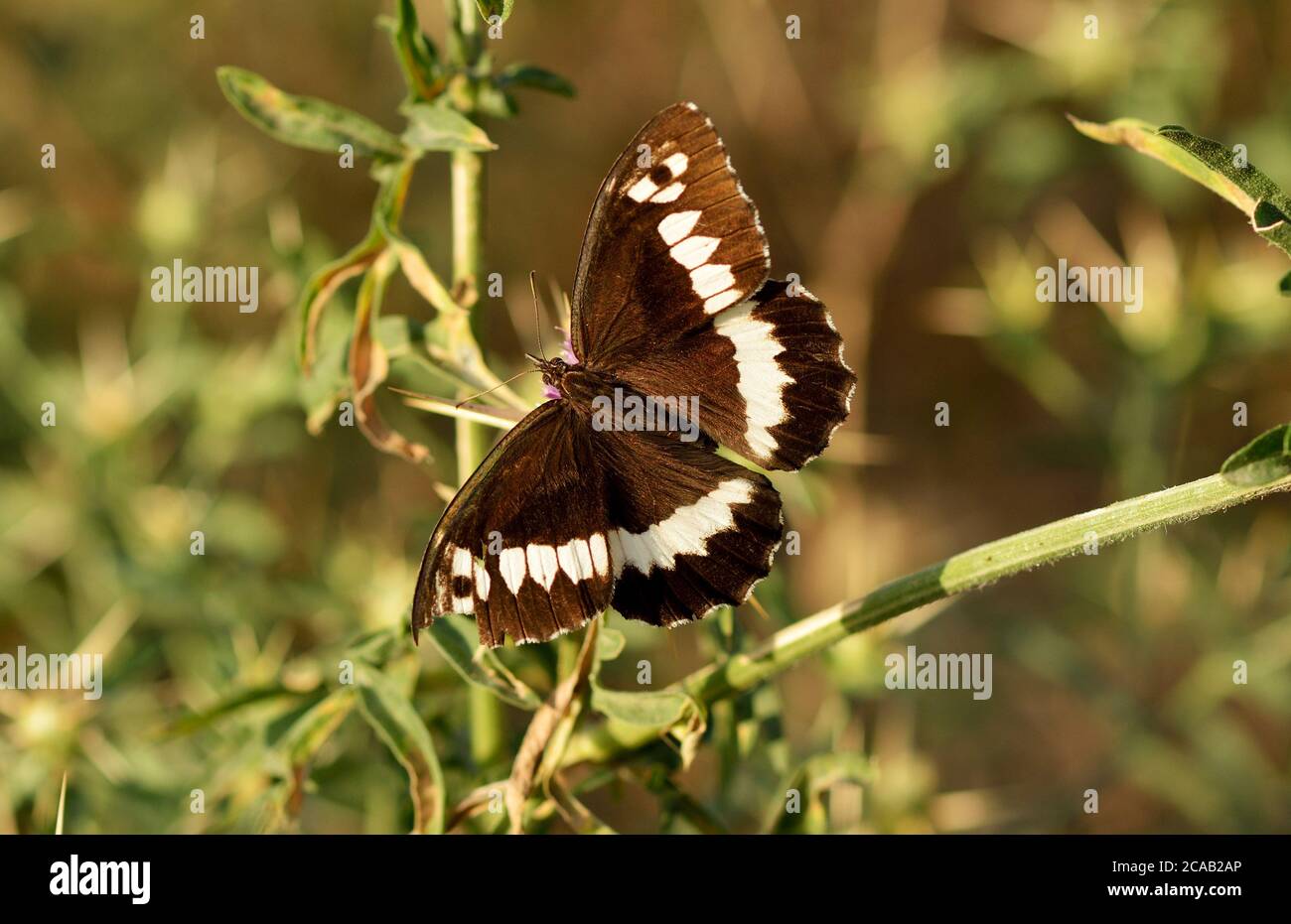 Brintesia circe butterfly Stock Photo