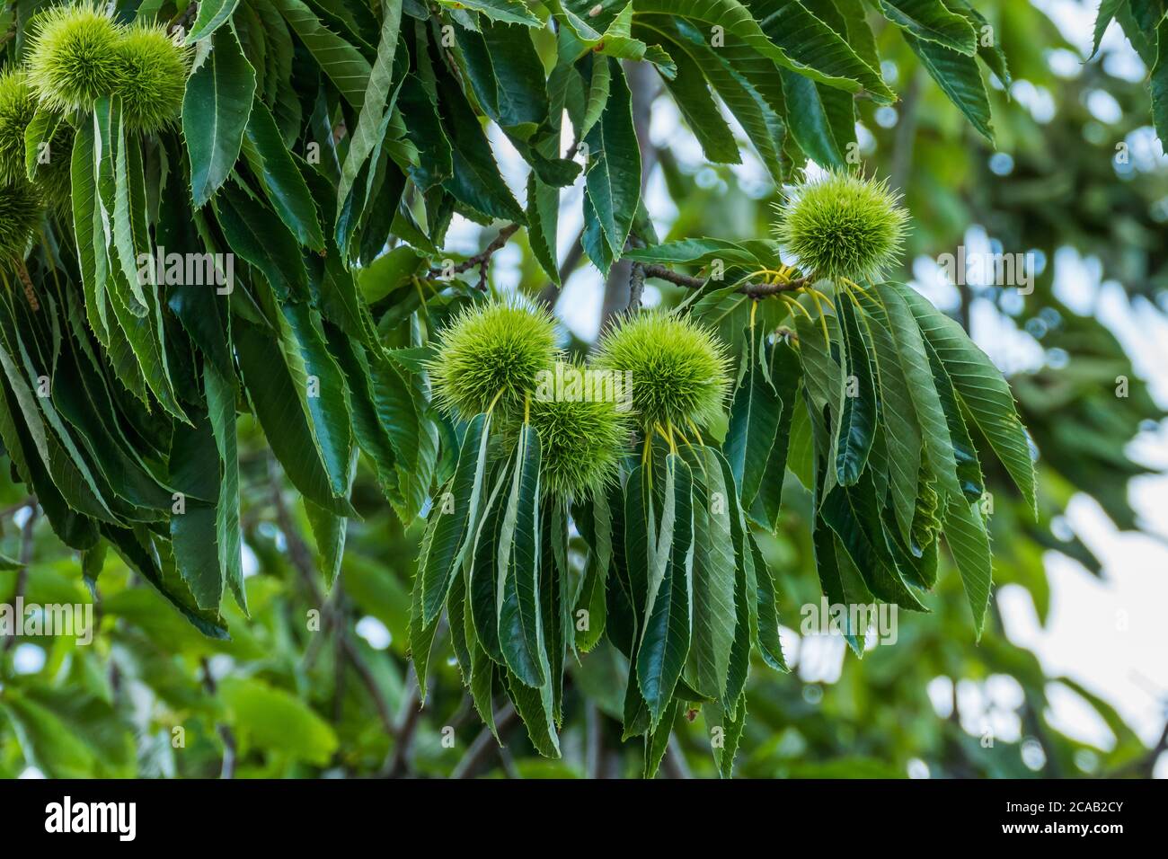 Castanea sativa tree with chestnut hedgehogs outdoors and daylight Stock Photo