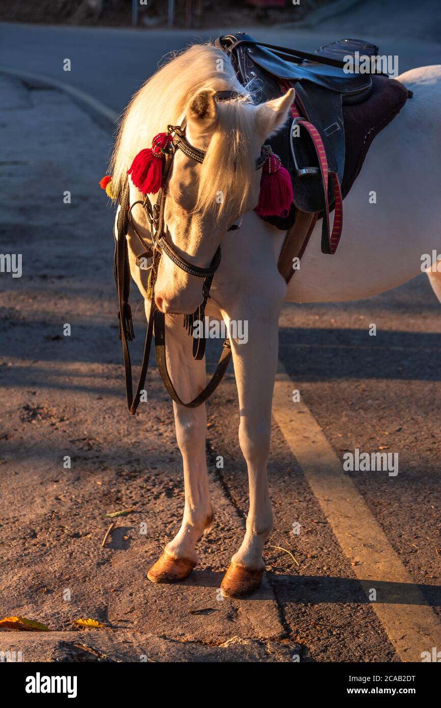 Horse without a rider hires stock photography and images Alamy