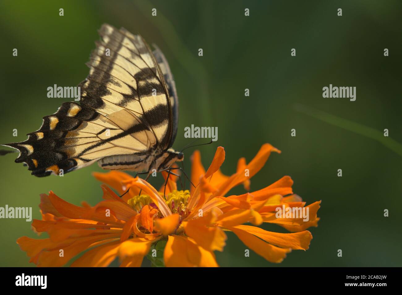 Tiger Swallowtail Butterfly on orange Zinnia flower Stock Photo