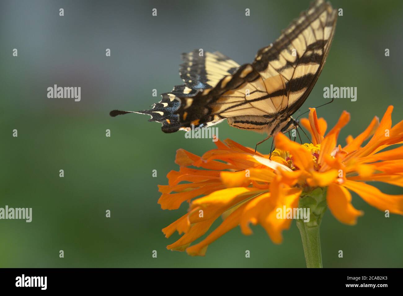 Tiger Swallowtail Butterfly on orange Zinnia flower Stock Photo