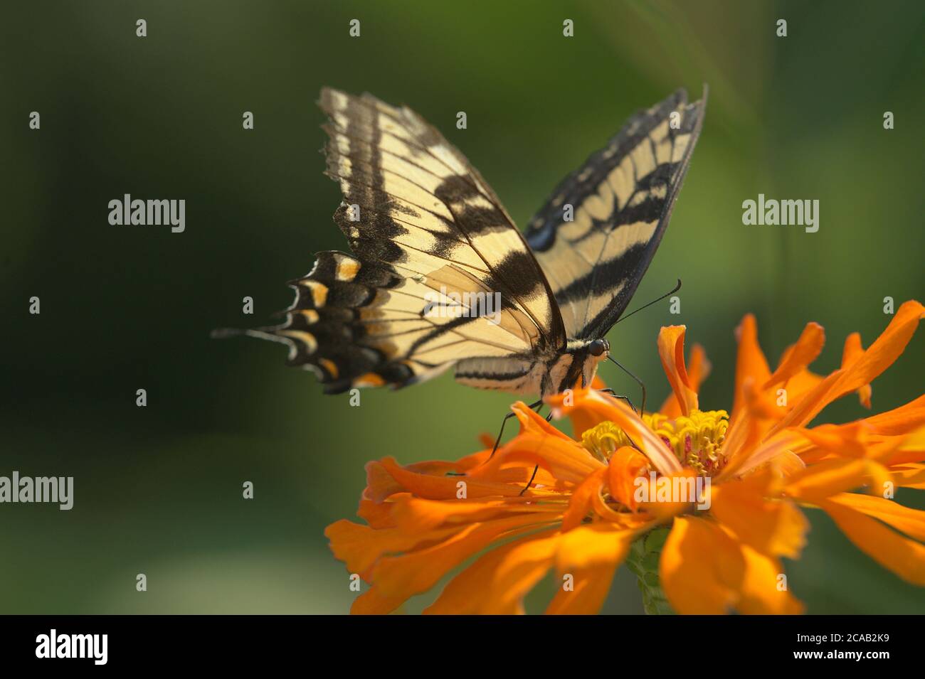 Tiger Swallowtail Butterfly on orange Zinnia flower Stock Photo