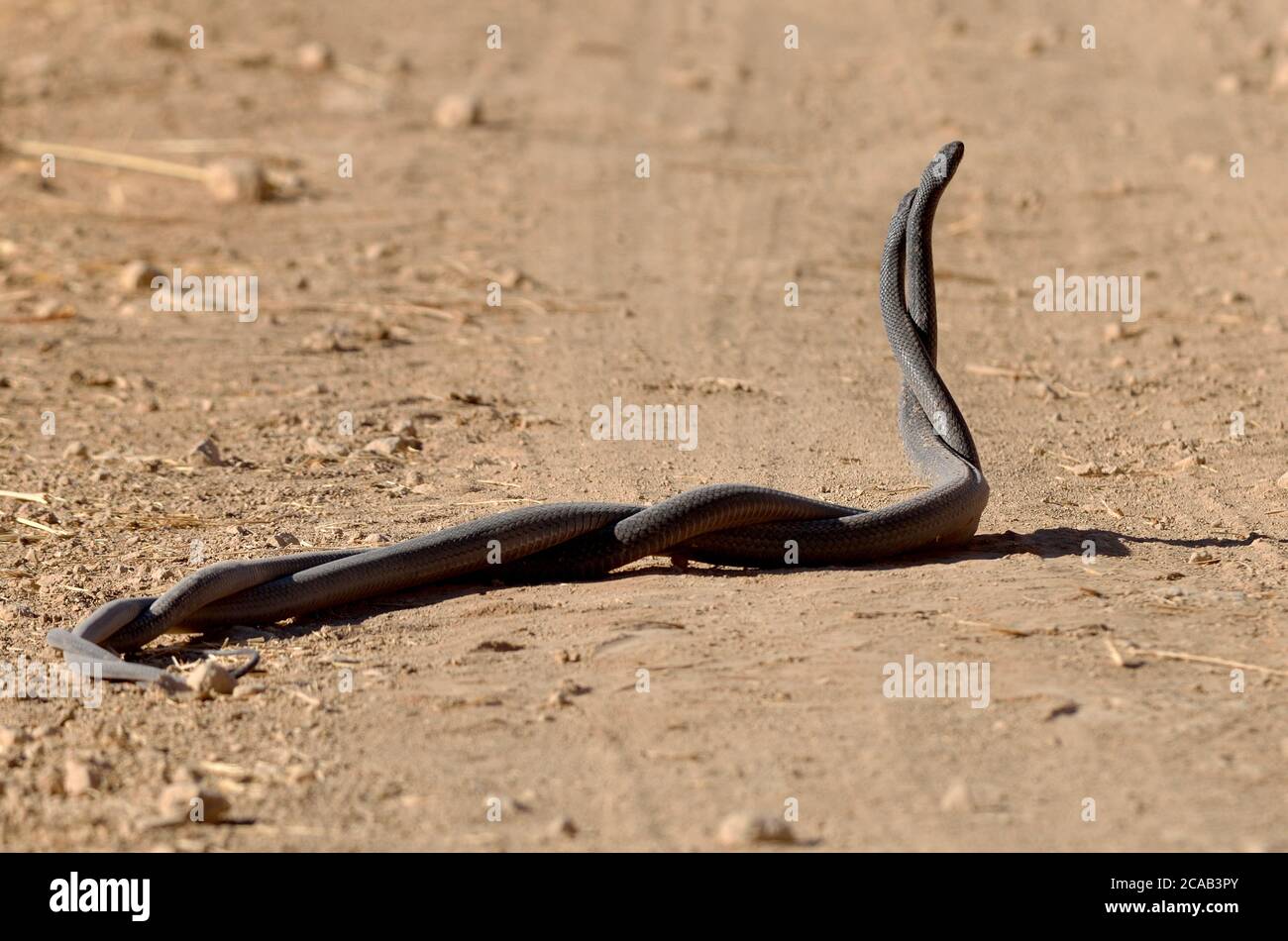 Black snakes mating Stock Photo Alamy