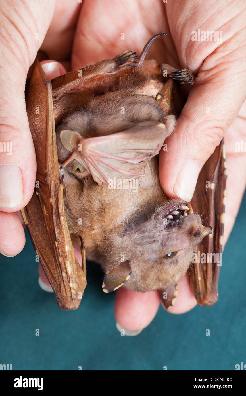 Orphaned baby Eastern Tube-nosed Bat (Nyctimene robinsoni). 5 days old, alive on dead mother. November 2015. Cooya Beach. Queensland. Australia. Stock Photo