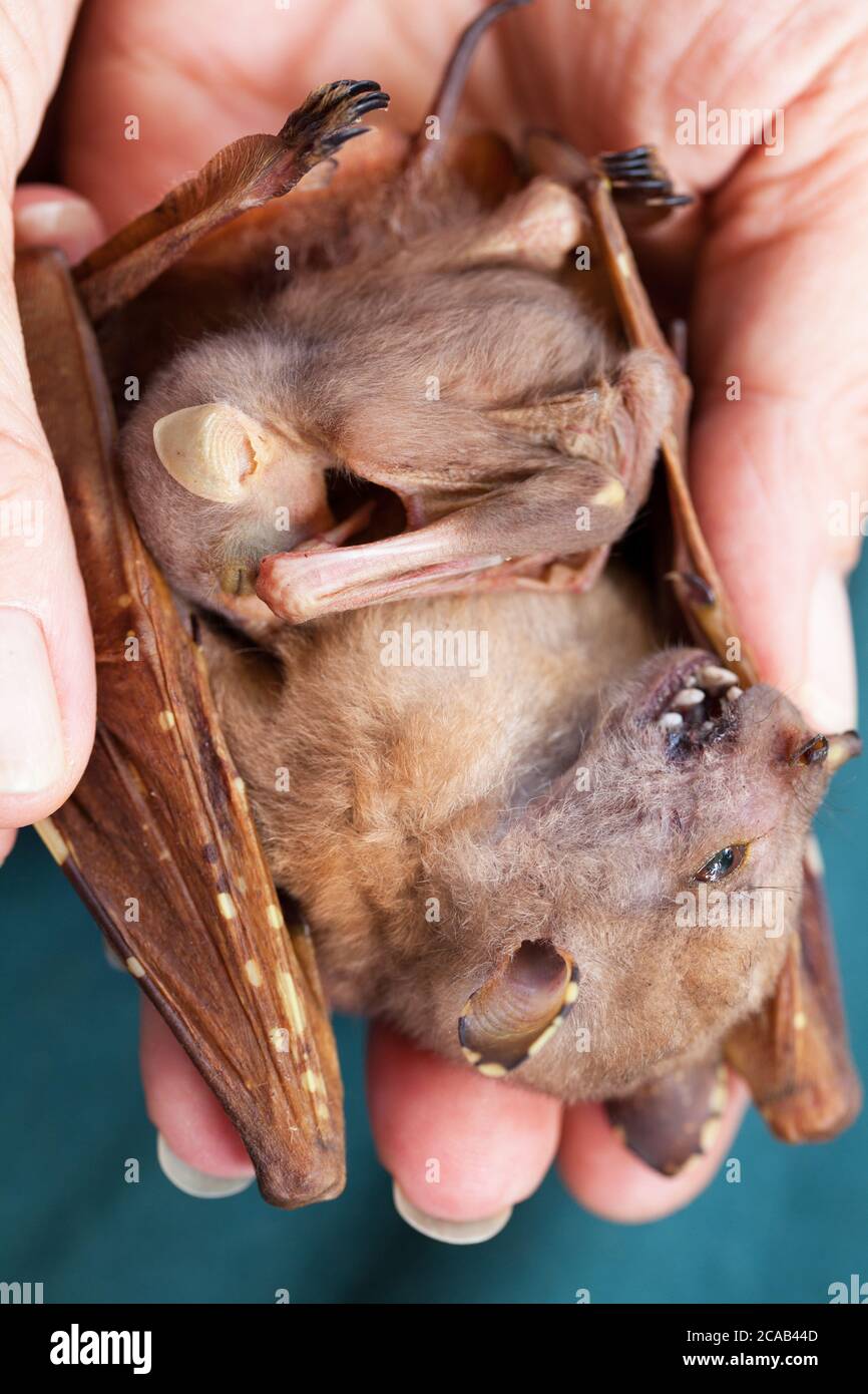 Orphaned baby Eastern Tube-nosed Bat (Nyctimene robinsoni). 5 days old, alive on dead mother. November 2015. Cooya Beach. Queensland. Australia. Stock Photo