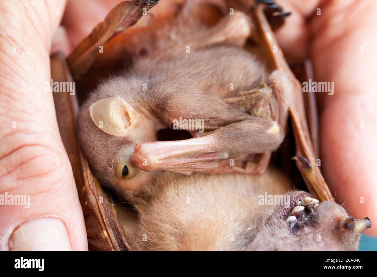 Orphaned baby Eastern Tube-nosed Bat (Nyctimene robinsoni). 5 days old, alive on dead mother. November 2015. Cooya Beach. Queensland. Australia. Stock Photo