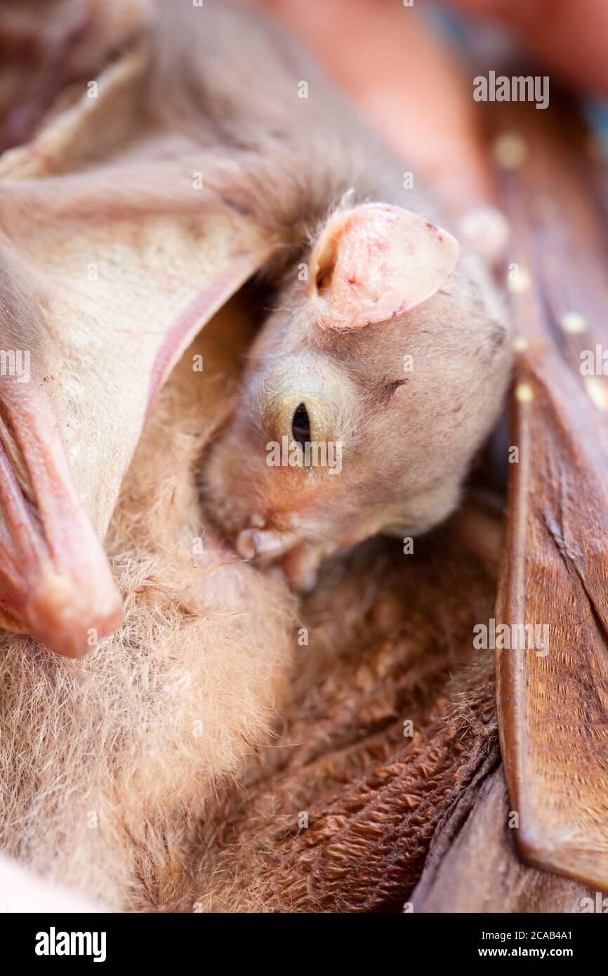 Orphaned baby Eastern Tube-nosed Bat (Nyctimene robinsoni). 5 days old, alive on dead mother. November 2015. Cooya Beach. Queensland. Australia. Stock Photo