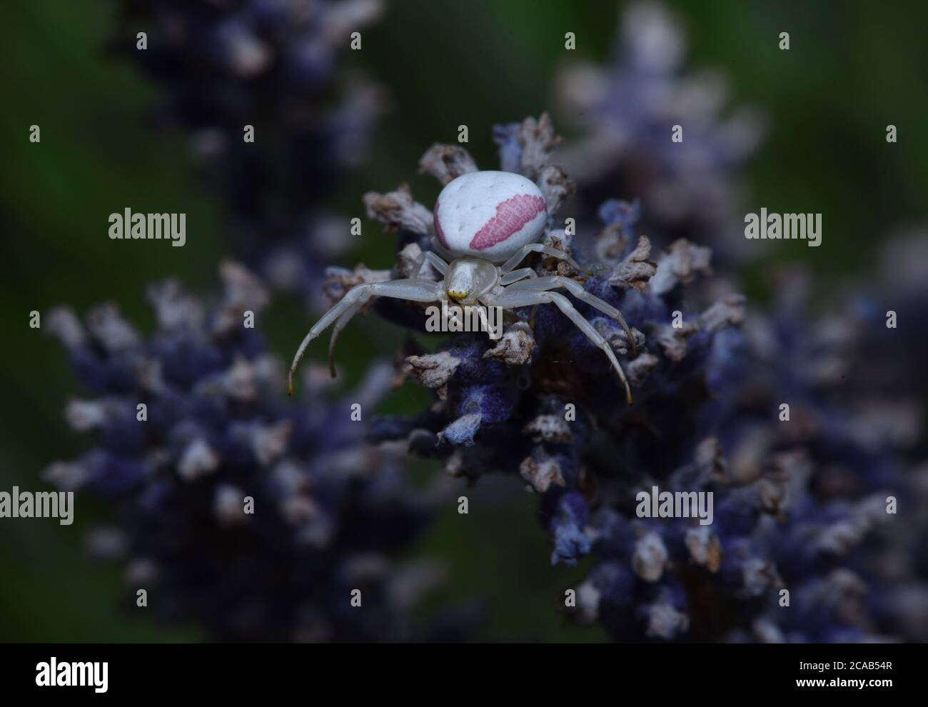 A Golden-rod Crab Spider (Misumena vatia) sits among the purple blossoms of a lavender plant in Victoria, British Columbia, Canada on Vancouver island Stock Photo