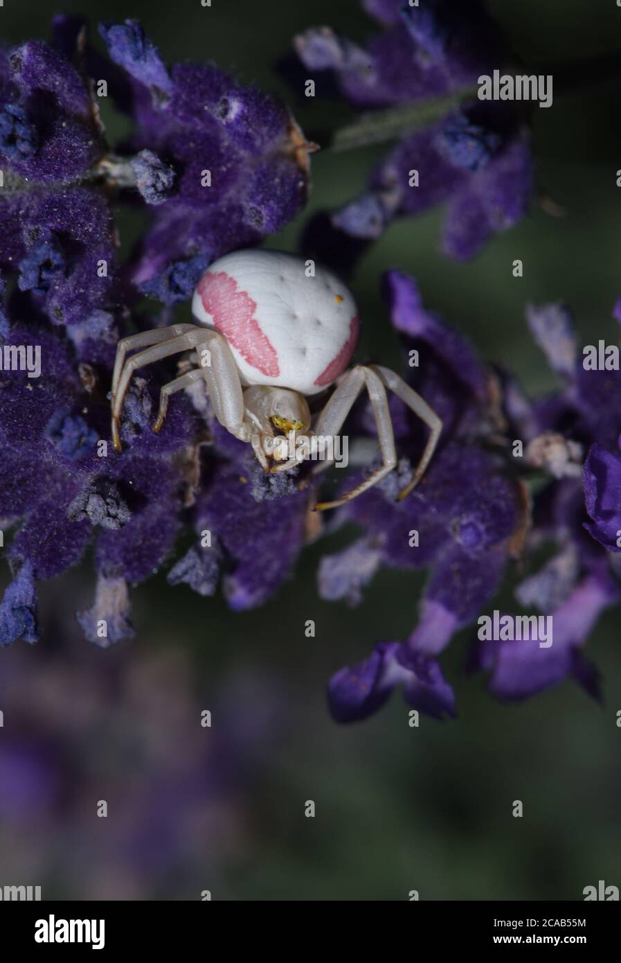 A Golden-rod Crab Spider (Misumena vatia) sits among the purple blossoms of a lavender plant in Victoria, British Columbia, Canada on Vancouver island Stock Photo