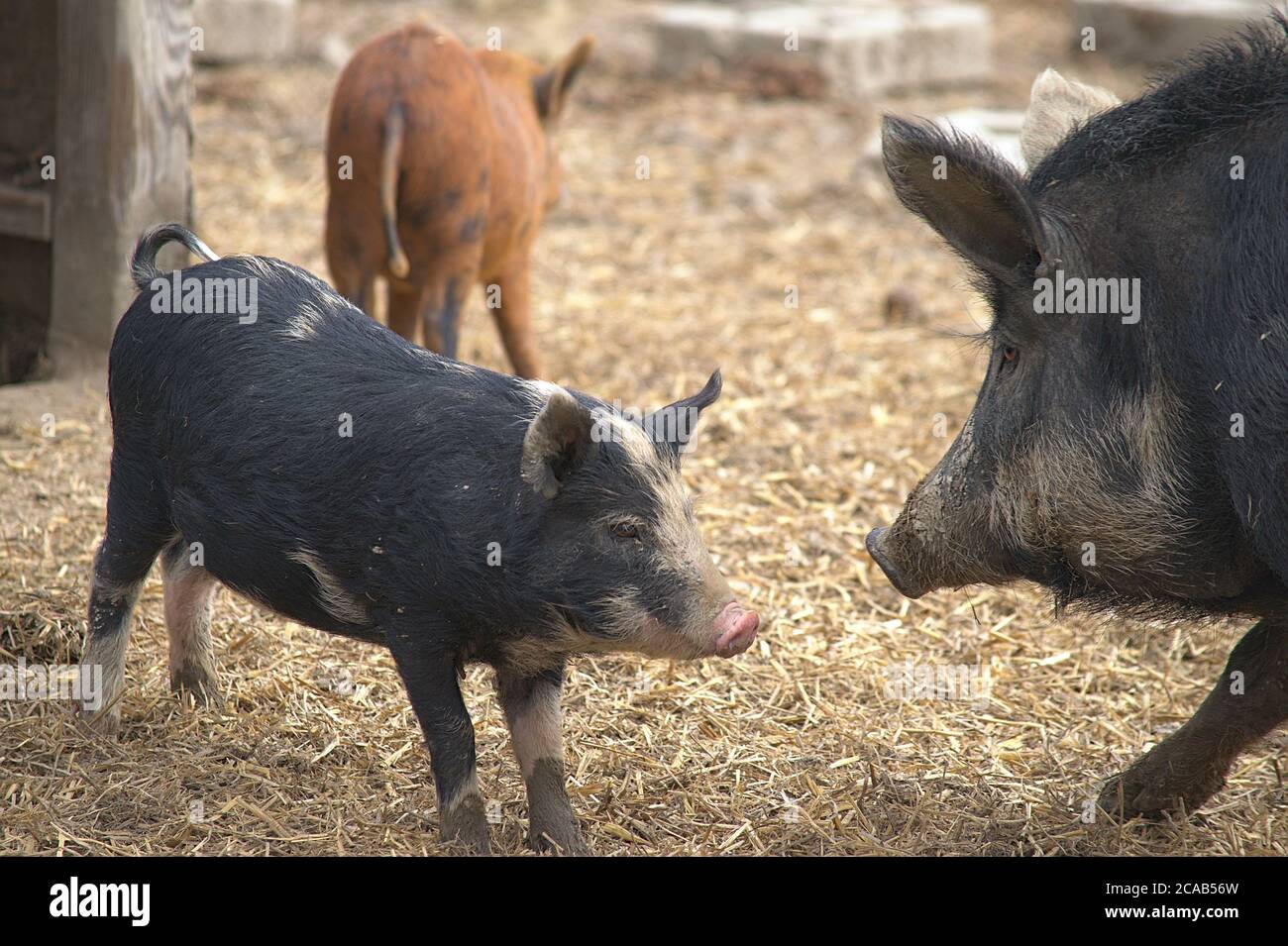 Mother Berkshire pig with young one Stock Photo