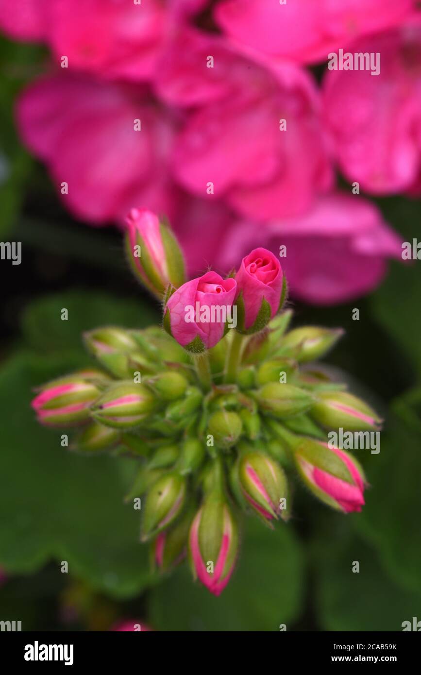 Pink Geranium flower buds over blossoms in a garden in Victoria, British Columbia, Canada on Vancouver Island. Stock Photo