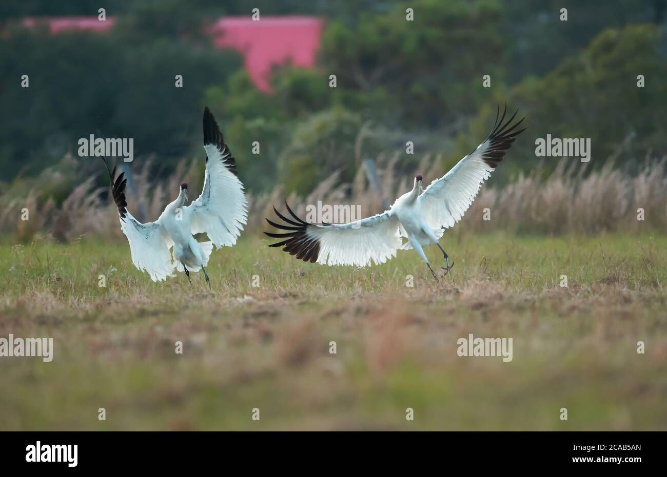 Whooping Cranes Stock Photo
