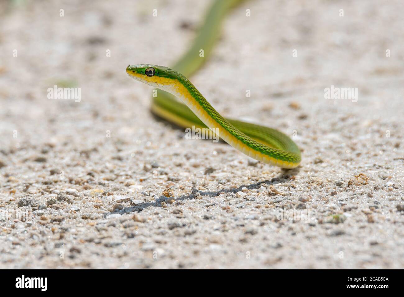 Rough Green Snake slithering on the sand Stock Photo