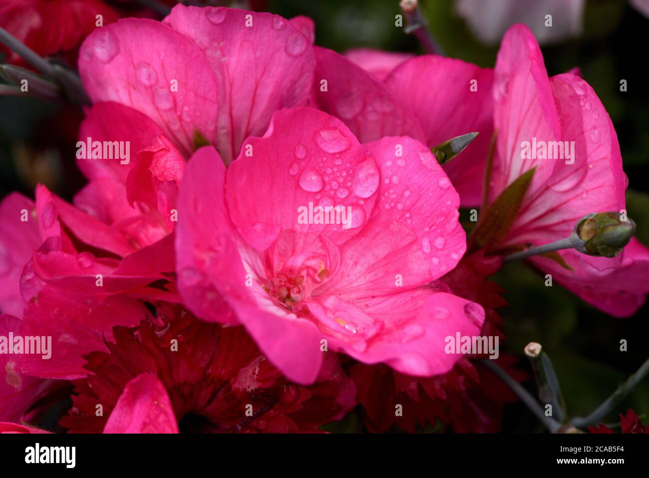 Water drops on the petals of a pink Geranium flower in a garden in Victoria, British Columbia, Canada on Vancouver Island. Stock Photo