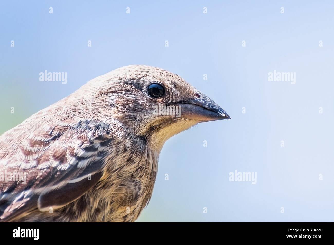 Close up of Brown-headed Cowbird (Molothrus ater) fledgling; Cowbirds are brood parasites, laying their eggs in the nests of other species Stock Photo