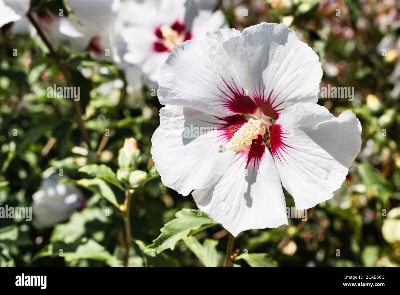 Close up of Hibiscus syriacus "Red Heart" flower; Hibiscus syriacus is a hardy deciduous shrub