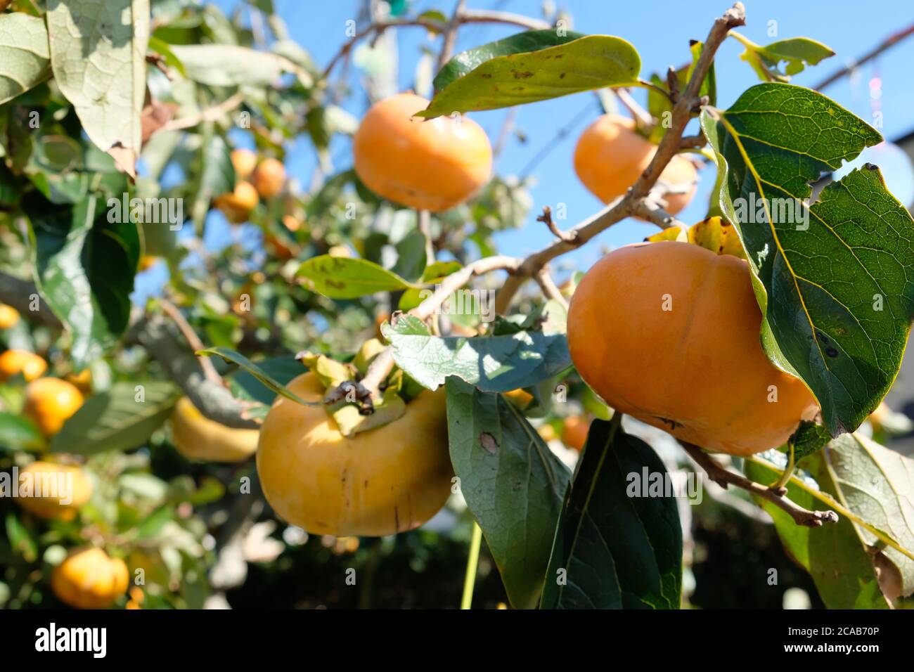 Autumn Japanese fruits, kaki or persimmons, extremely rich in dietary
