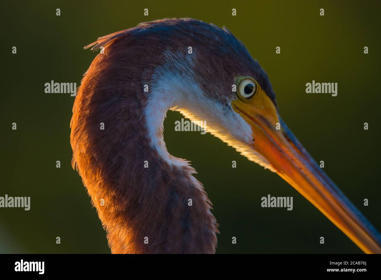 Tricolor Heron at dusk closeup Stock Photo