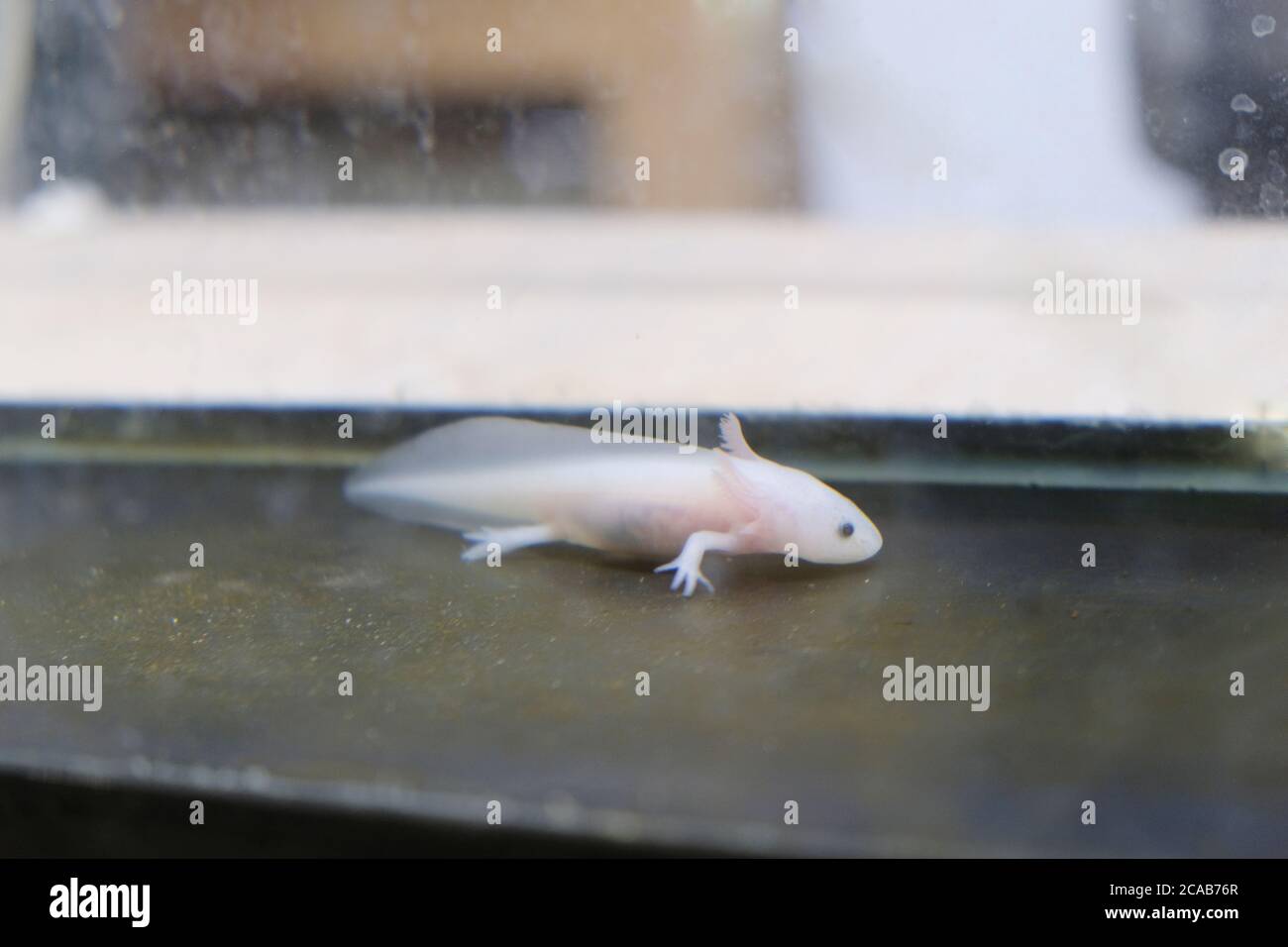 An Axolotl Also Known As The Mexican Walking Fish Is A Hardy And Very Low Maintenance Pet Stock Photo Alamy