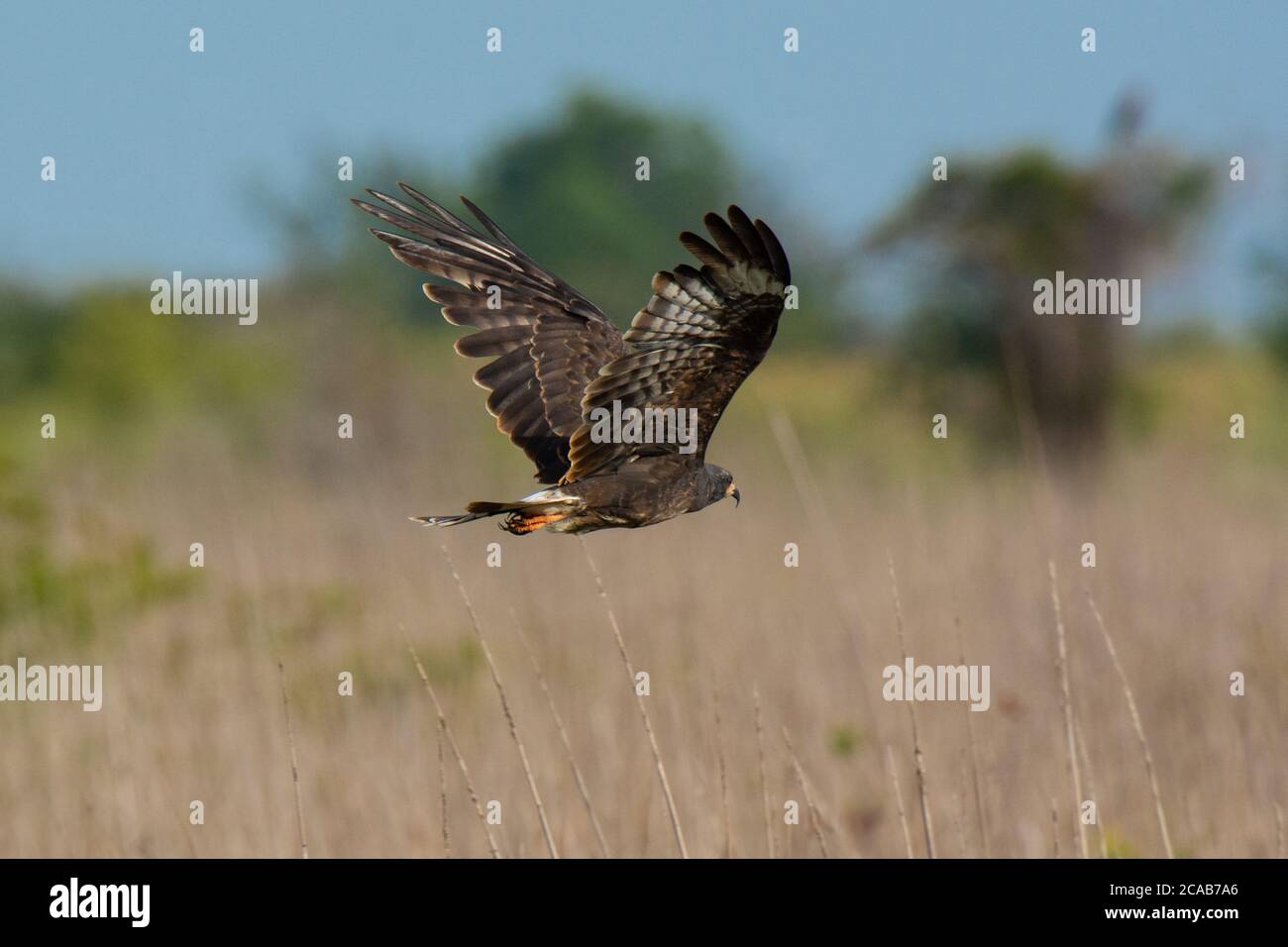 Snail Kite flying low over the marsh of the Everglades in Florida Stock Photo