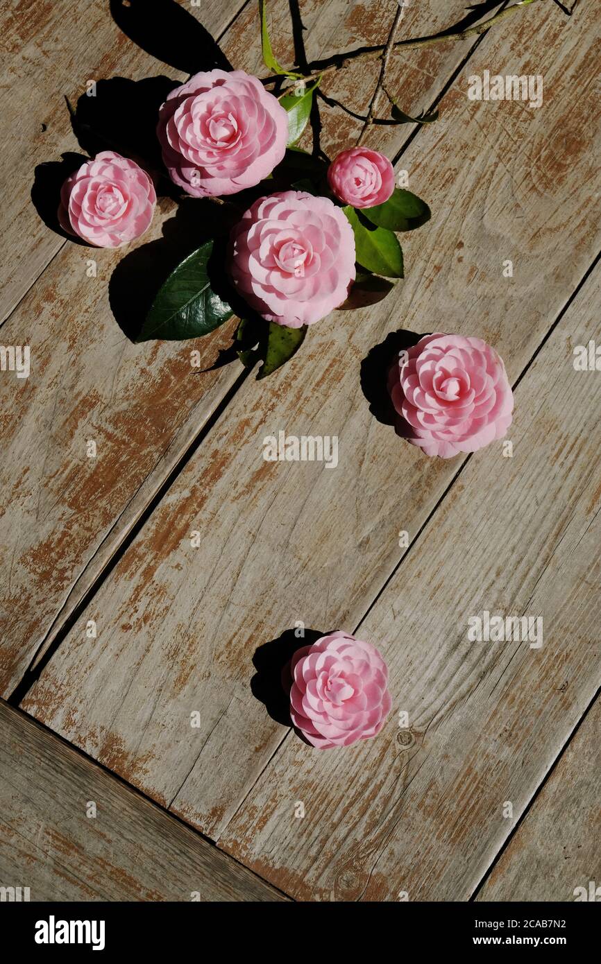 Eternal romance hires stock photography and images Alamy