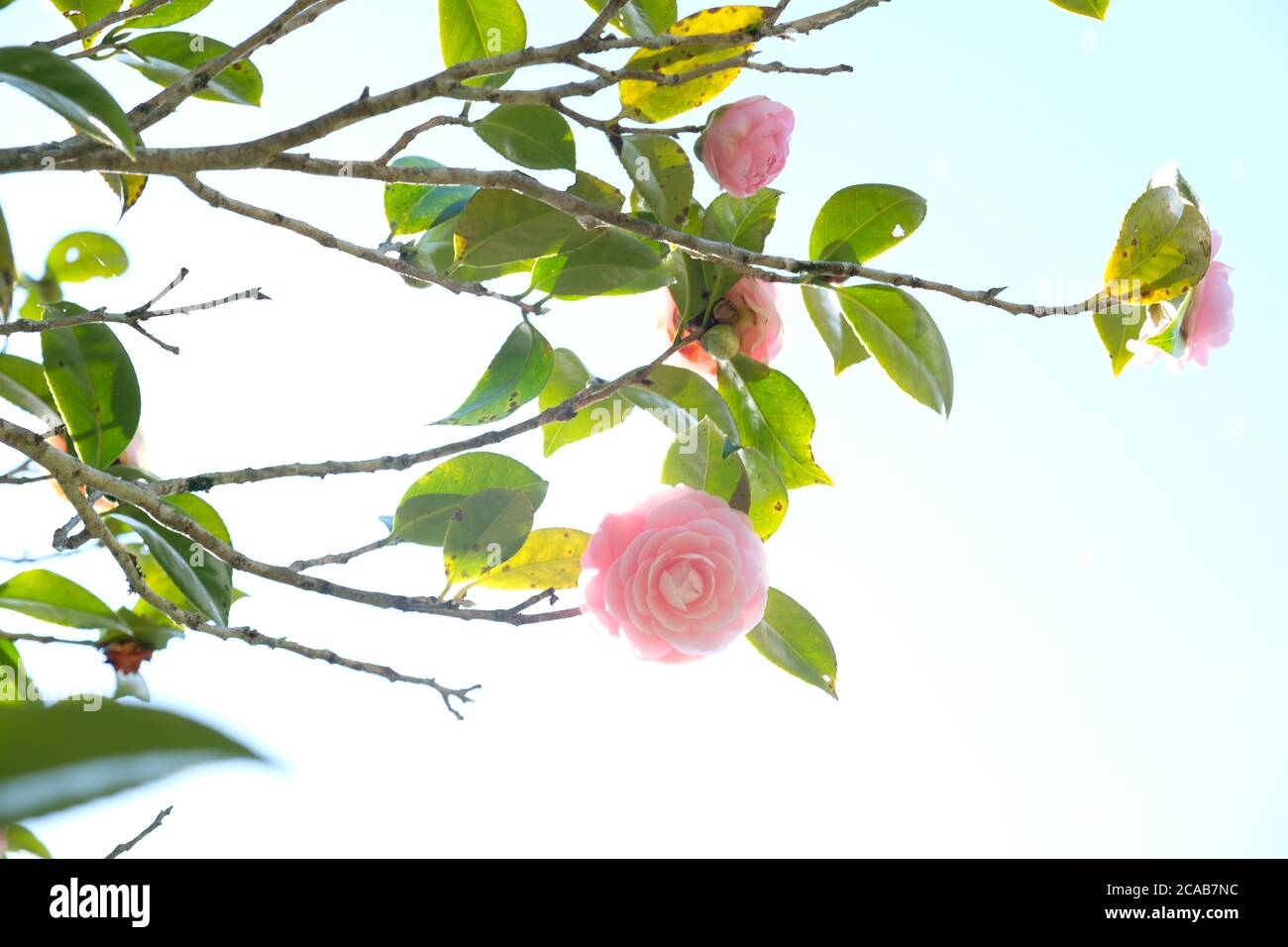 Camellia is a genus of flowering plants of Theaceae. Pink camellia represents eternal love and romance. Its a highly respected flower in Japan. Stock Photo