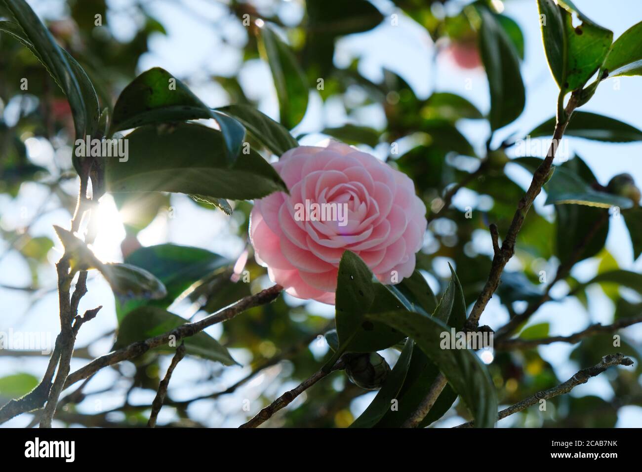 Camellia is a genus of flowering plants of Theaceae. Pink camellia represents eternal love and romance. Its a highly respected flower in Japan. Stock Photo