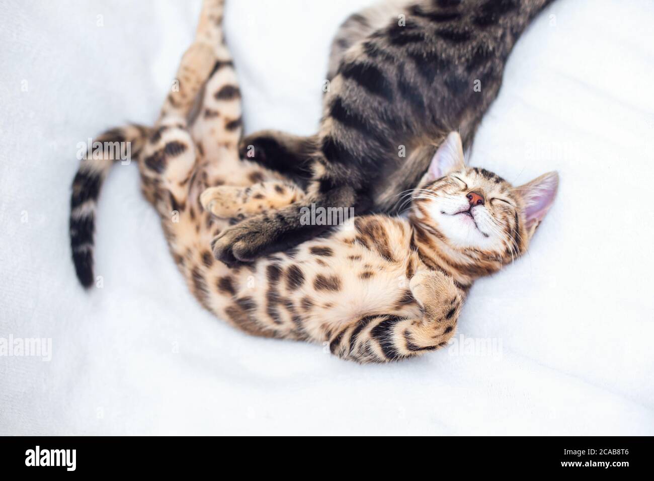 Two Bengal cats sleeping on the white background Stock Photo Alamy