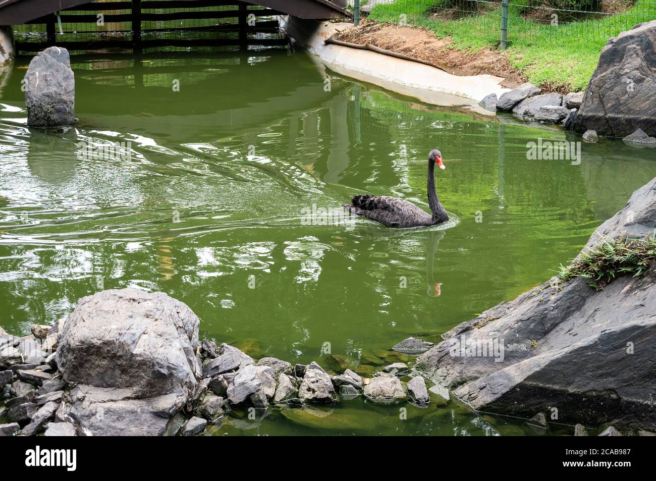 A Black swan (Cygnus atratus - a large waterbird) swimming on the artificial lake of the japanese garden of Belo Horizonte Zoological garden. Stock Photo