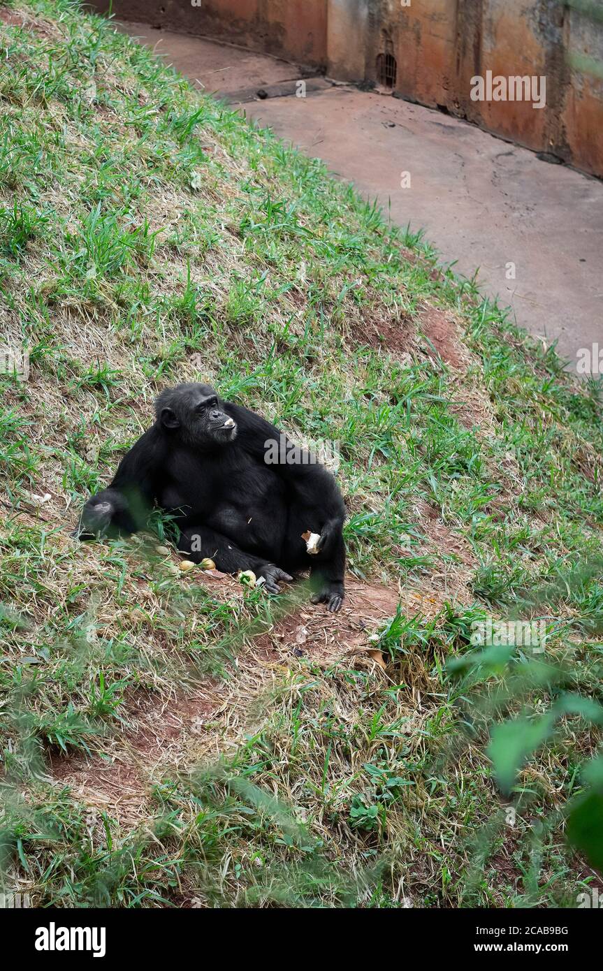 Western lowland gorilla (a subspecies of the western gorilla) eating while seated on the grass in Belo Horizonte zoological park. Stock Photo