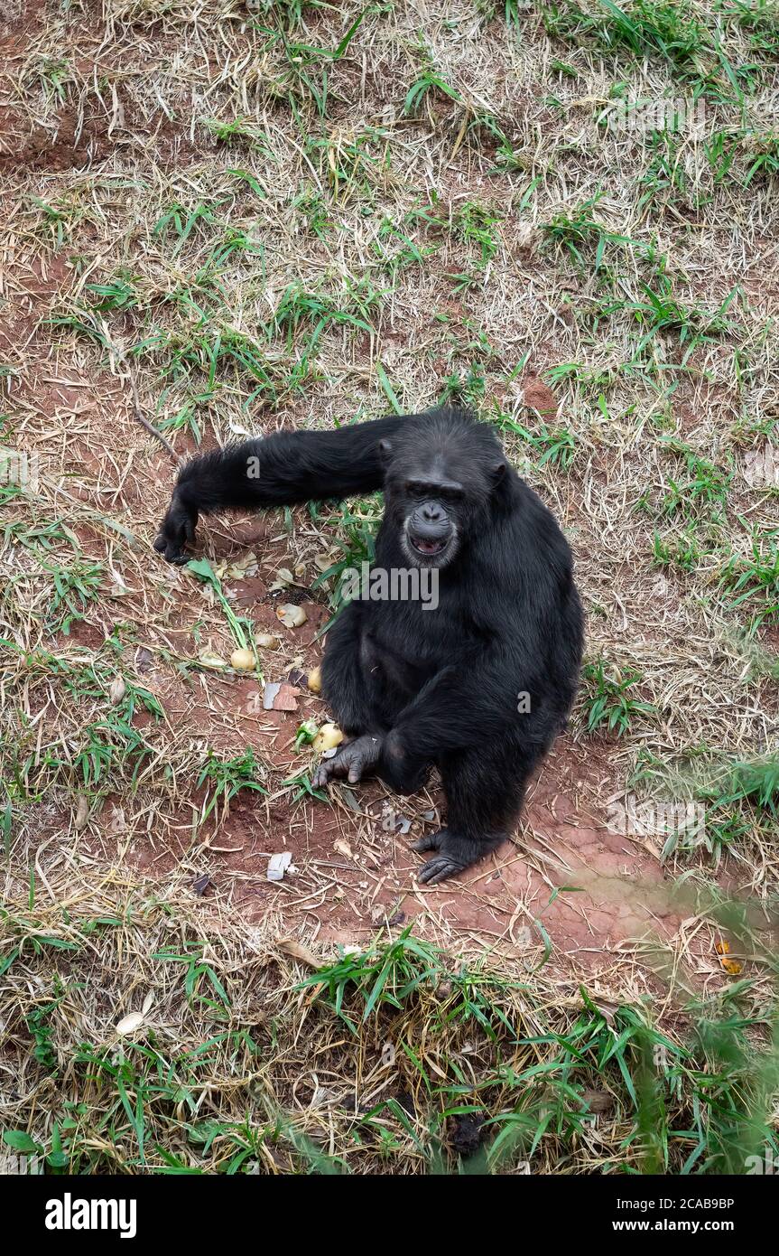 Western lowland gorilla (a subspecies of the western gorilla) eating while seated on the grass in Belo Horizonte zoological park. Stock Photo