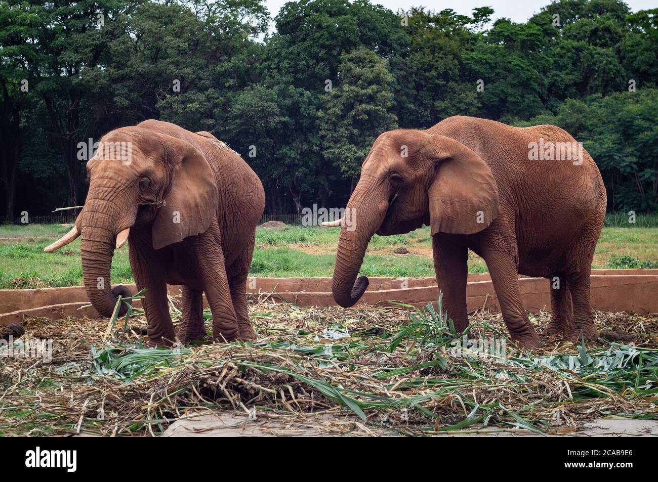 African elephants (Loxodonta - genus comprising two living elephant species) eating inside his animal enclosure in Belo Horizonte zoological park. Stock Photo